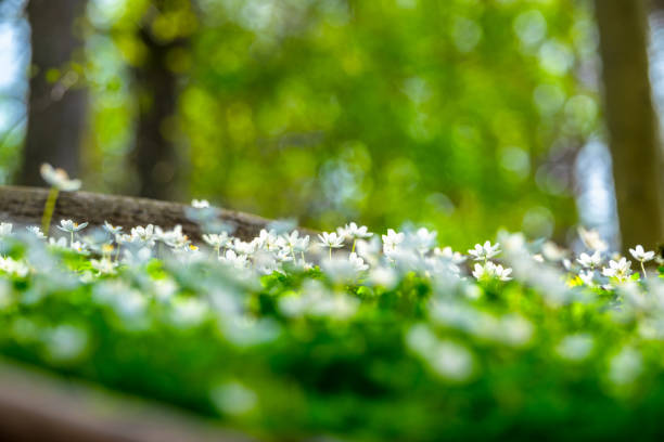 wood anemone Anemonoides nemorosa in spring in a forest.