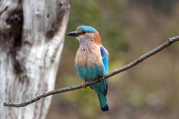 istock Indian roller in Peach national Park, Madhya Pradesh, India 2153628956