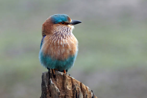 Indian roller in Peach national Park, Madhya Pradesh, India