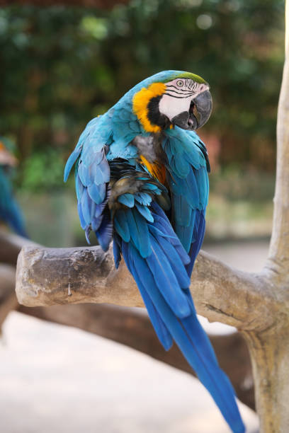 istock close up one Blue-and-yellow macaw parrot 2153629737