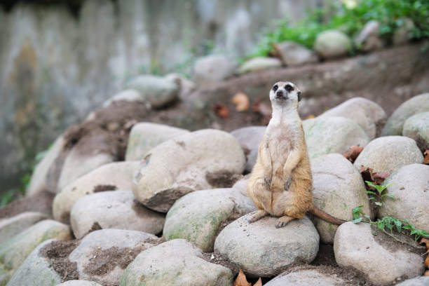 meerkat (Suricata suricatta) stand on stone in alert