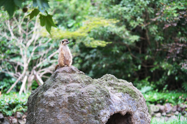 one meerkat (Suricata suricatta) stand on rock in wild