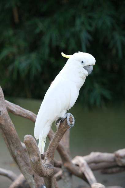 istock one white Sulphur-crested cockatoo (Cacatua galerita) 2153629888