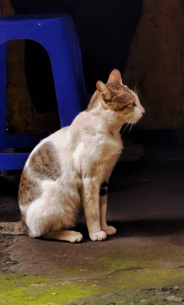 istock stray cat waiting for food 2153630329