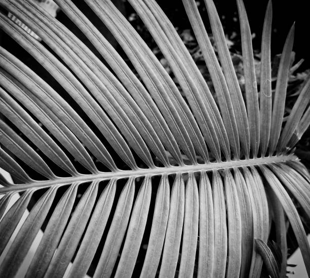 istock palm leaves stand in a vase 2153630452