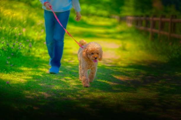 istock dog 490 Dog-walking 2153632254