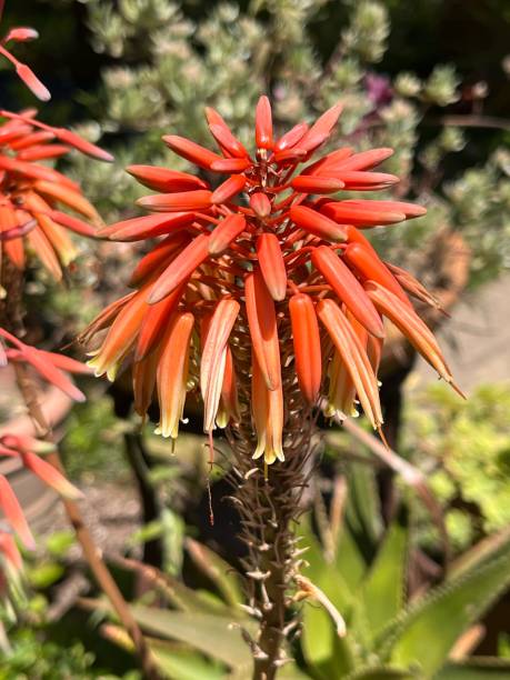 istock Flowers in my garden 2153633247