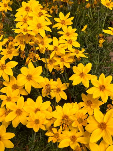 istock Flowers in my garden 2153633885