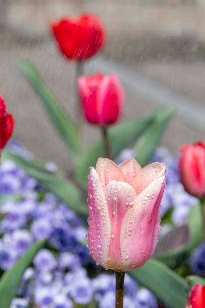 istock Flower bed with blooming tulips 2153634770
