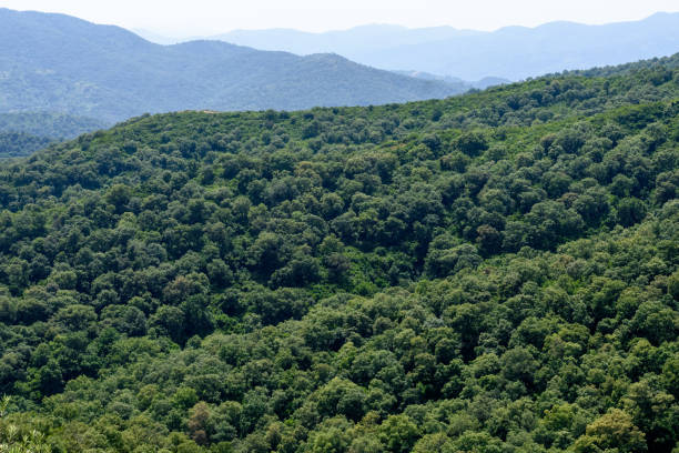 Scenic view of dense forests in Jijel, Algeria