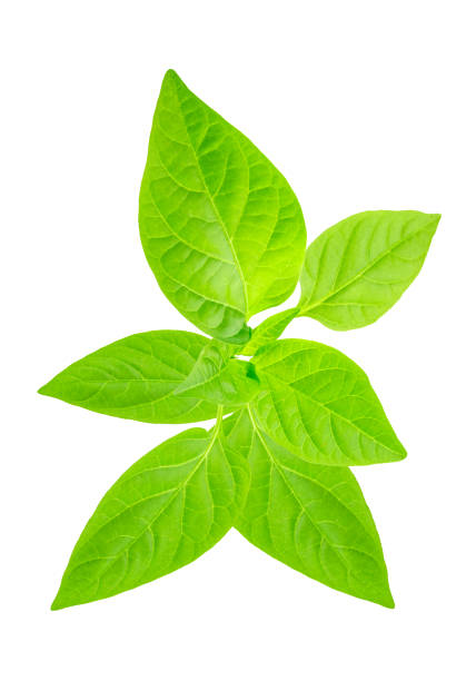 istock pepper seedlings close-up green leaves top view 2153637824
