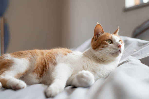 Cute cat relaxing on the bed