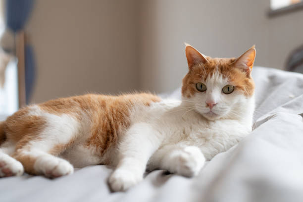 istock Cute cat relaxing on the bed 2153639069
