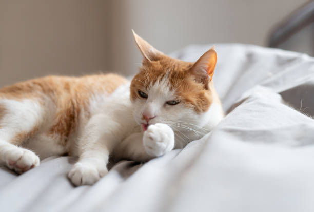istock Cute cat relaxing on the bed 2153639111