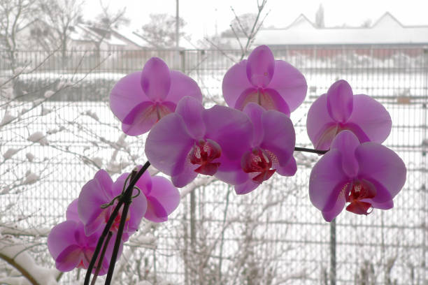 Extreme Close up of  stripped deep purple orchid phalaenopsis\nPhalaenopsis , also known as moth orchids, is a genus of about seventy species of plants in the family Orchidaceae.