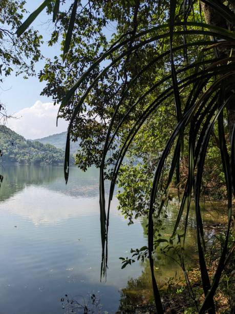 istock Palm tree Begnas lake Pokhara Nepal 2153641557