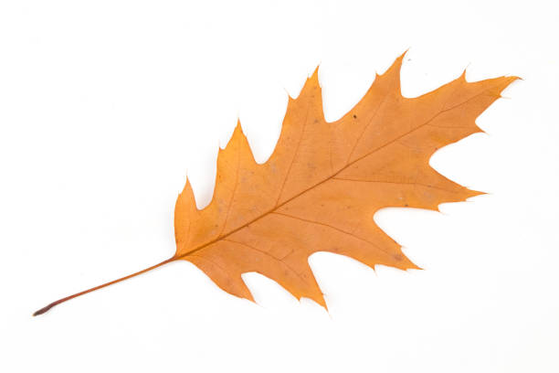 istock Autumn oak leaf isolated on white background. Fall season foliage. 2153641589
