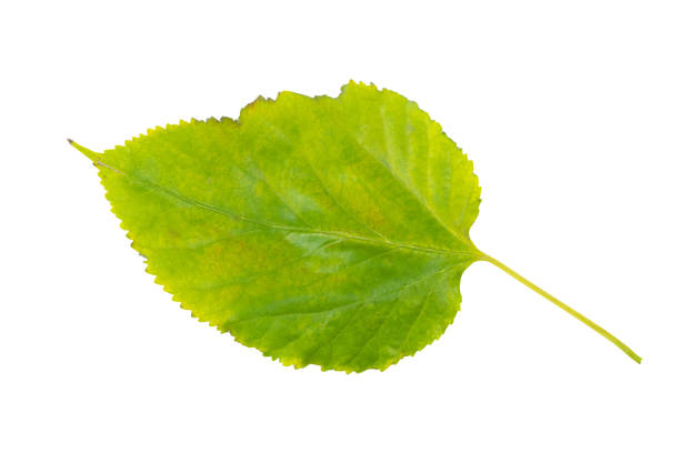 istock Autumn birch leaf isolated on white background. Autumn flora. 2153641744