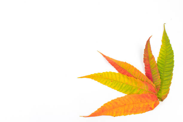 Autumn leaves. Maple tree