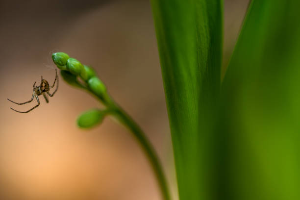 Lily of the valley (Convallaria majalis) in spring morning, Yavoriv National Nature Park, Ukraine
