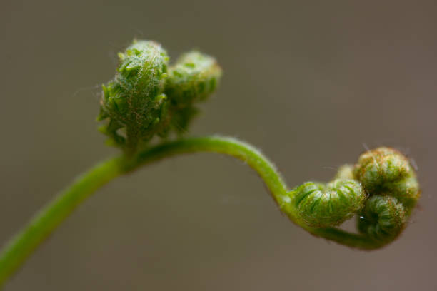 Fiddlehead of a fern grows along the trail in the woods of New Jersey