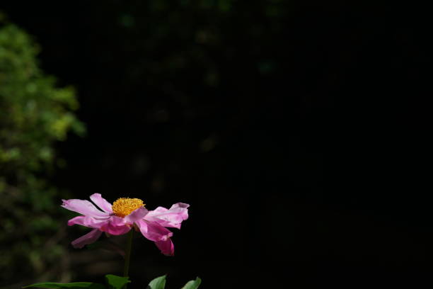 Light Pink Flowers of Peony in Full Bloom