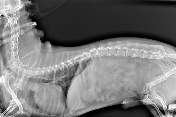 istock X-ray of the dog 2153644435