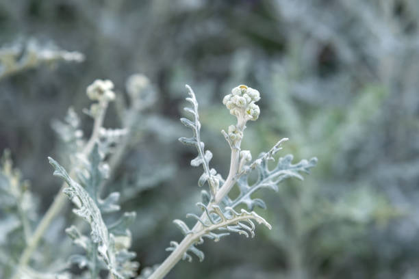 Dry wildflowers on a bokeh background.