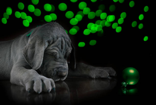 Green Christmas ornament just in front of a purebred Great Dane puppy that knows it is in trouble after pulling off the brightly lighted Christmas tree behind.