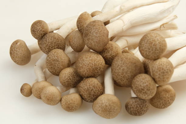 Shimeji mushroom or Brown beech mushrooms on white background
