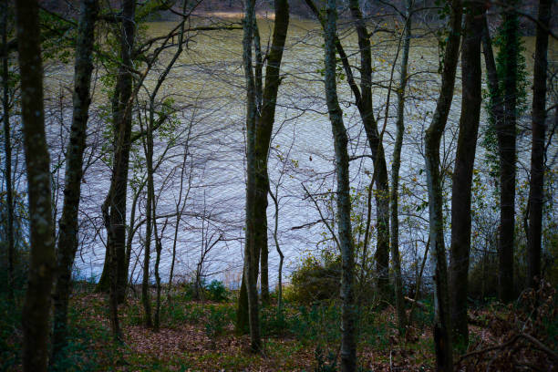 A serene scene of trees and branches in the tranquil depths of the forest, showcasing the beauty of nature's embrace.