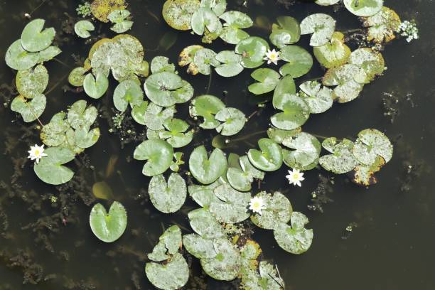 istock Floating water lily flowers 2153646683