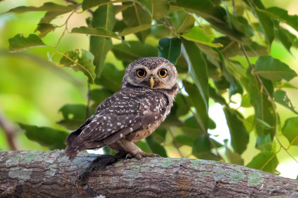 istock Alert spotted owl perched on tree branch with vibrant green leaves 2153646717