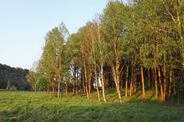 View of a forest next to a field