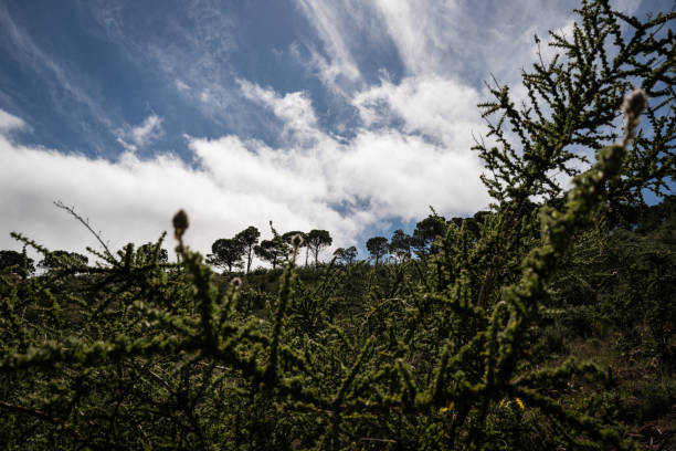 Mountain landscape of Gran Canaria, Canary Islands