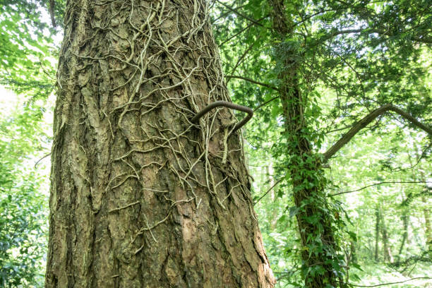 istock Old rusty metal step hammered into a tree trunk helping tree surgeons to climb or children or both! 2153649319