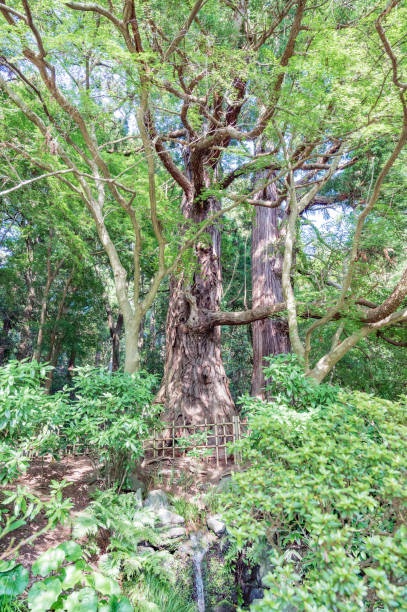 istock Tarosugi cedars in Kairakuen, Mito 2153650097