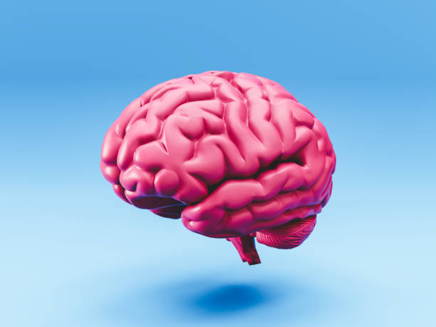 istock 3D rendering of human brain anatomical model on blue background 2153651309