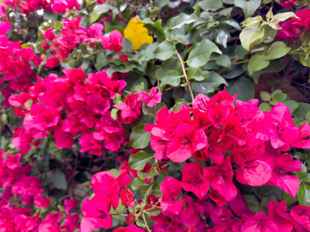 istock pink flowers on a green background 2153652702