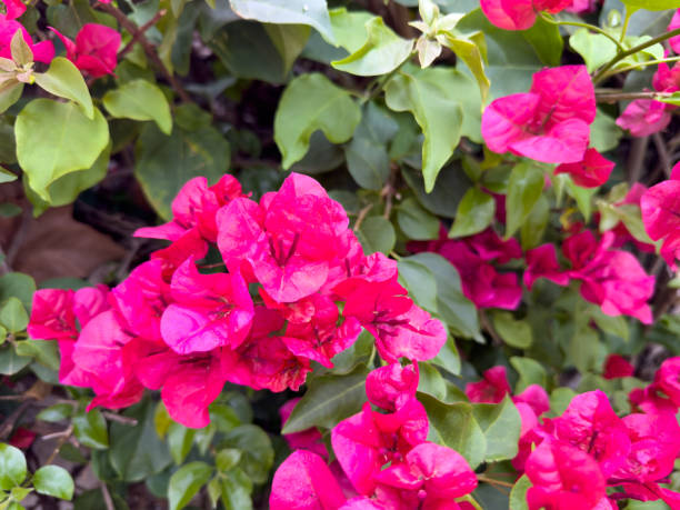 istock pink flowers on a green background 2153652731