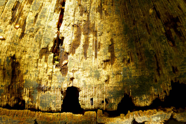 Embossed creative texture of tree bark. Brown tree bark closeup with green moss on it. Horizontal photo of the texture of old tree bark.