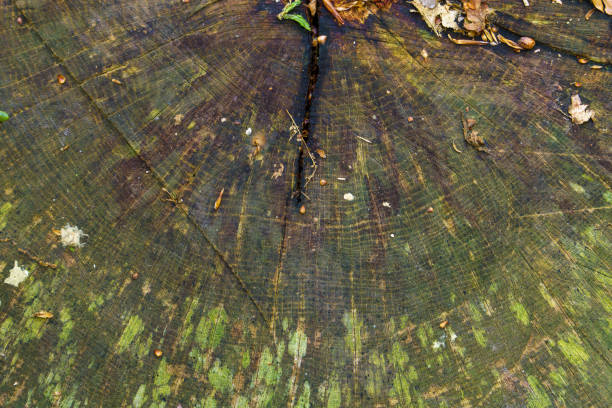 Embossed creative texture of tree bark. Brown tree bark closeup with green moss on it. Horizontal photo of the texture of old tree bark.