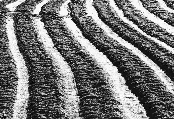 Ploughed Field. Straight line to the farmer, wavy to me