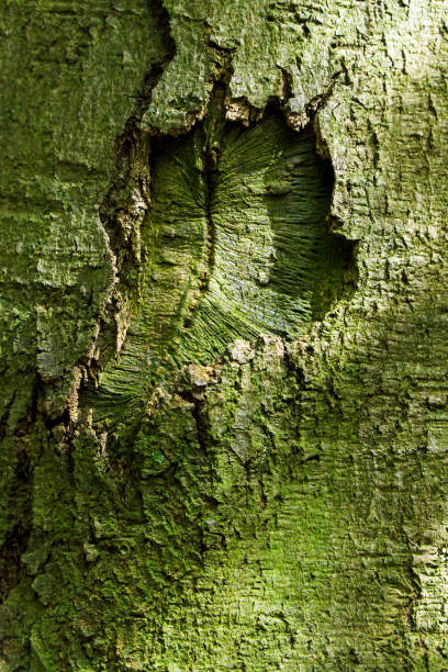 istock Embossed creative texture of tree bark. Brown tree bark closeup with green moss on it. Horizontal photo of the texture of old tree bark. 2153656892