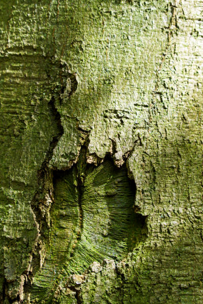 istock Embossed creative texture of tree bark. Brown tree bark closeup with green moss on it. Horizontal photo of the texture of old tree bark. 2153656895
