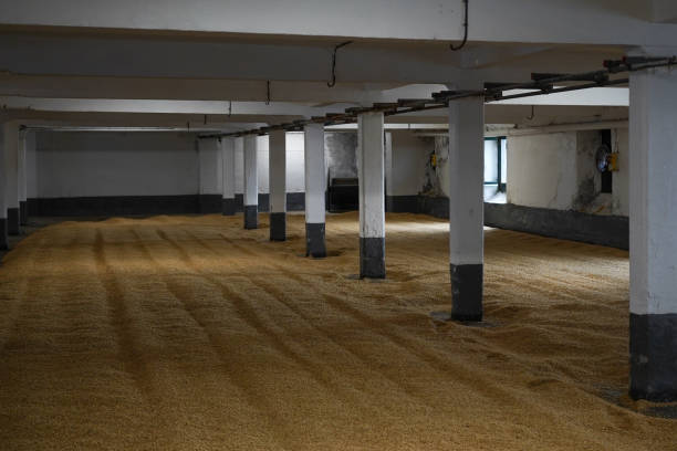 istock Barley grains left for germination on a malting floor in a Scottish whisky distillery. 2153657931