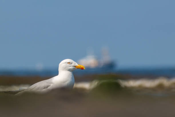The herring gull at the high tide line with a fishing boat in the background. Herring Gull with an orange 'breeding spot' on the beak. Herring gull with fishing boat on the horizon