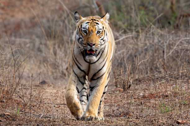 istock The Bengal tiger from Indian forests 2153659683