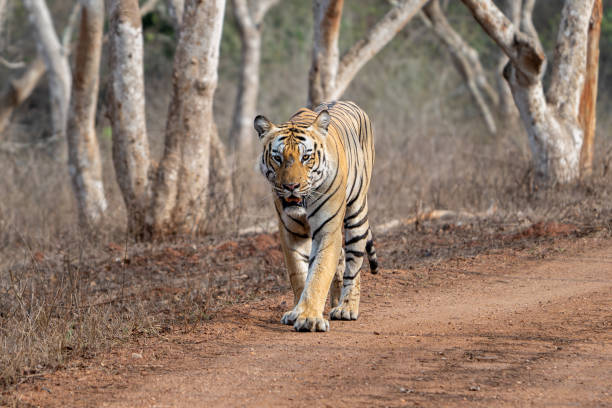 istock The Bengal tiger from Indian forests 2153659701