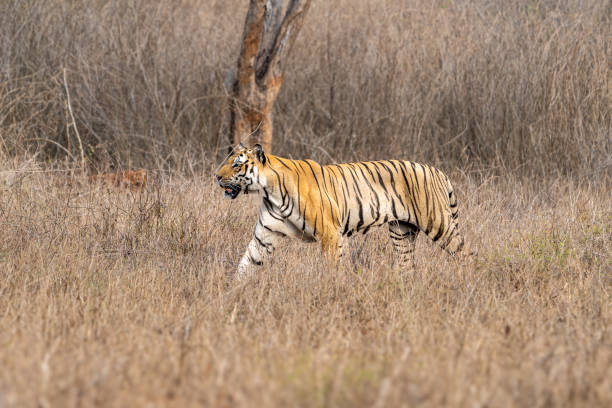 istock The Bengal tiger from Indian forests 2153659710